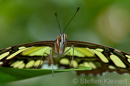 013 Malachitfalter - Siproeta stelenes